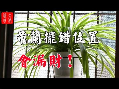 佛珠植物風水